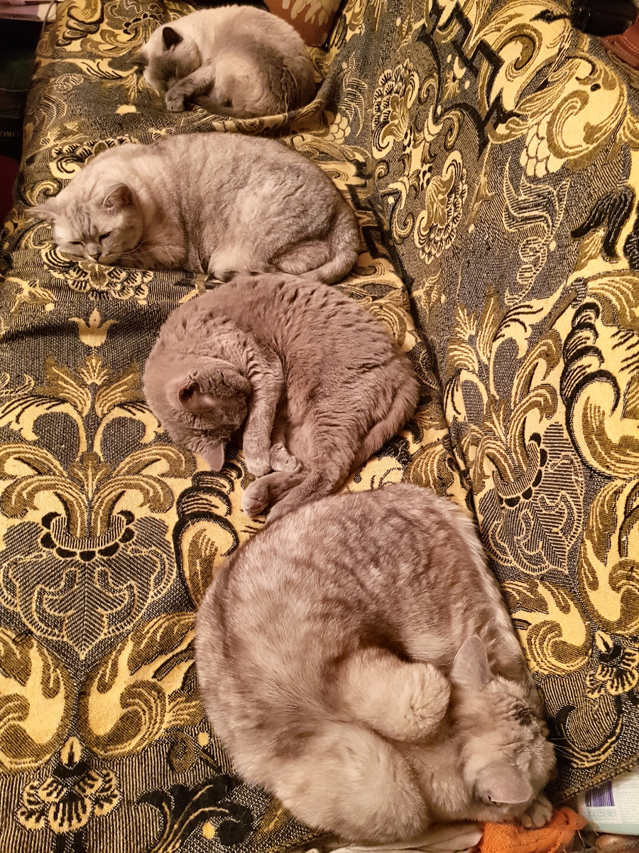 Британские кошки.