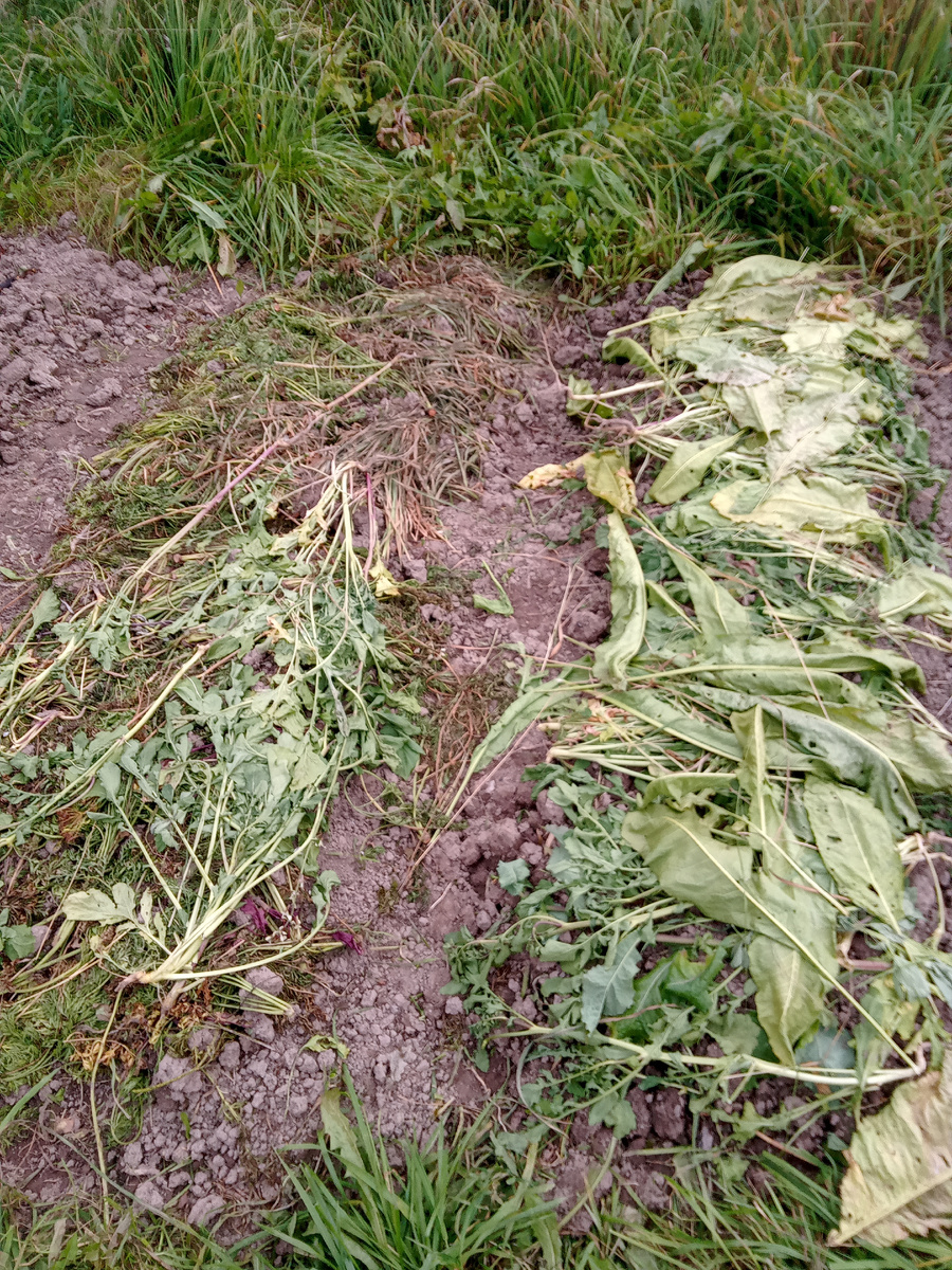 Пара грядок закидана мульчей, земля плохая здесь