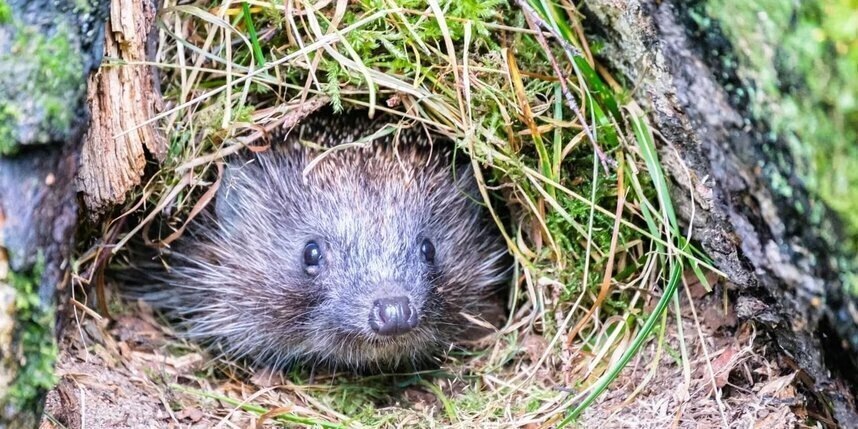    Алёна Бобрович