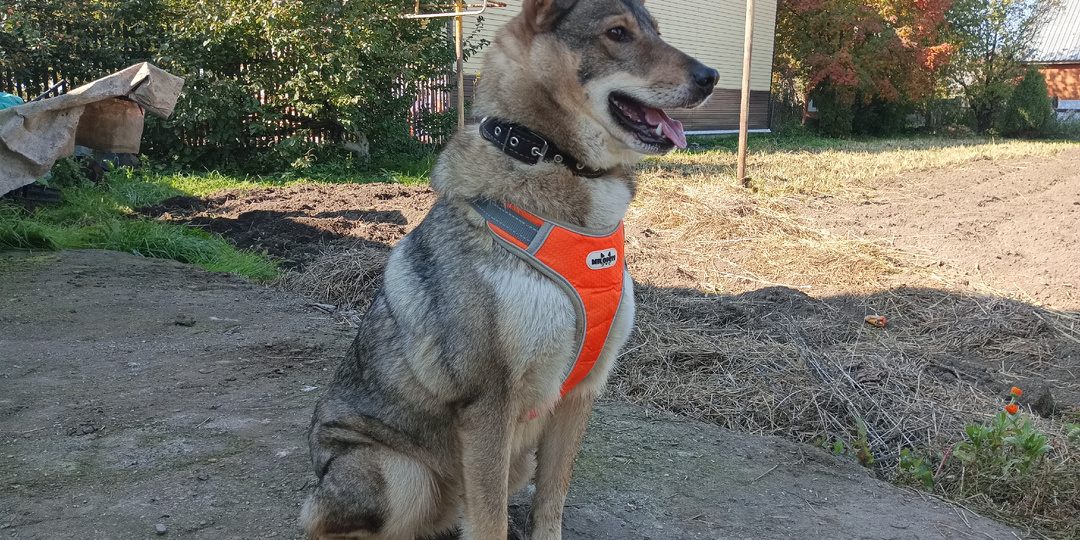 Давайте устроим день хороших новостей! Наша Зайка уехала домой