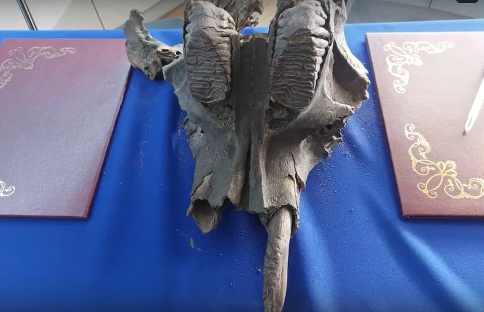    В Ульяновскую области привезли череп мамонтенка из Якутии | ФОТО: скриншот с видео