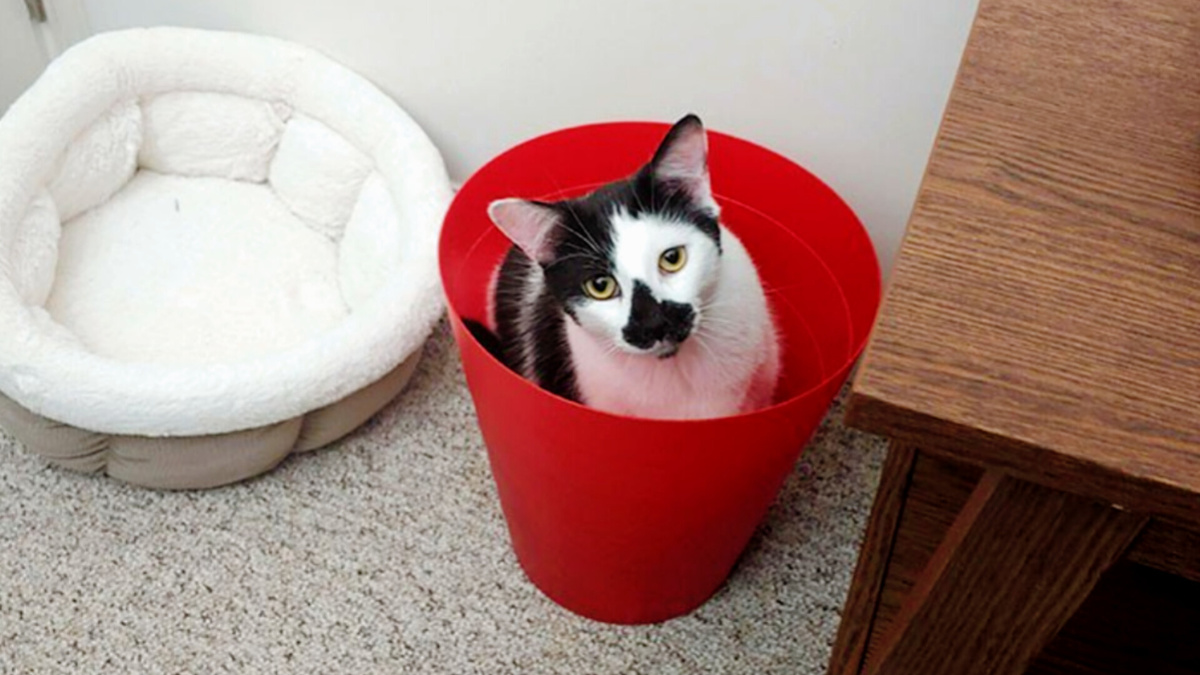 И что ты мне сделаешь?! ЕЩЕ фото --->>