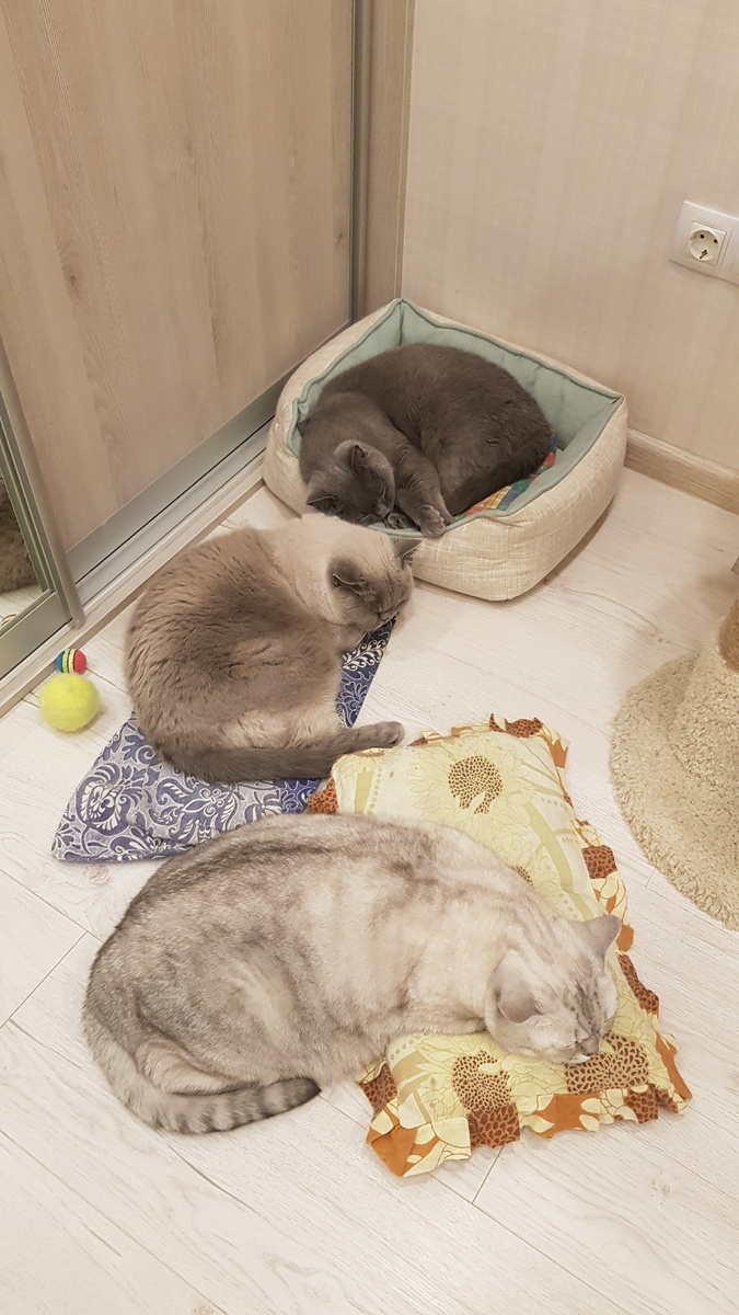 Британские коты