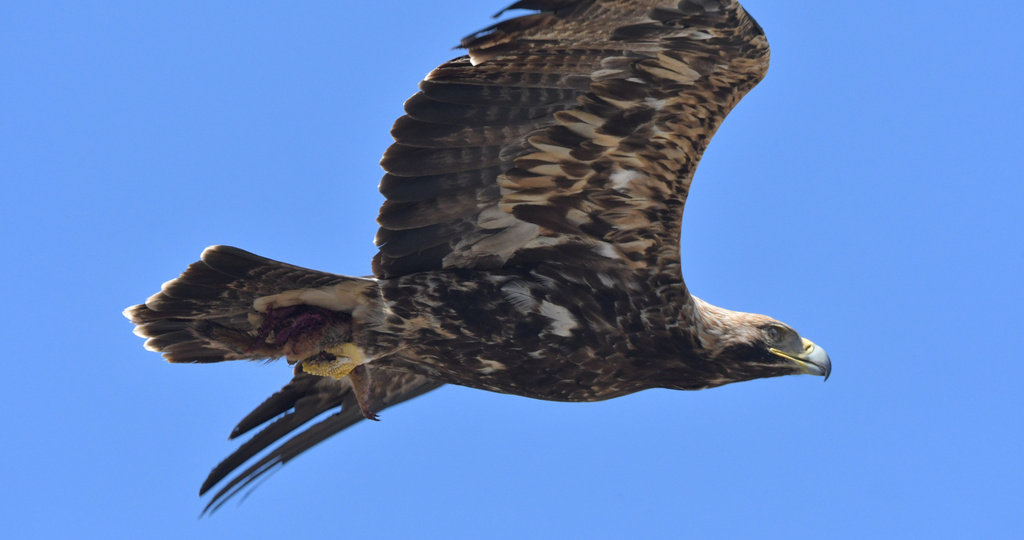 Вороны и могильник: маленькое чудо осеннего дня