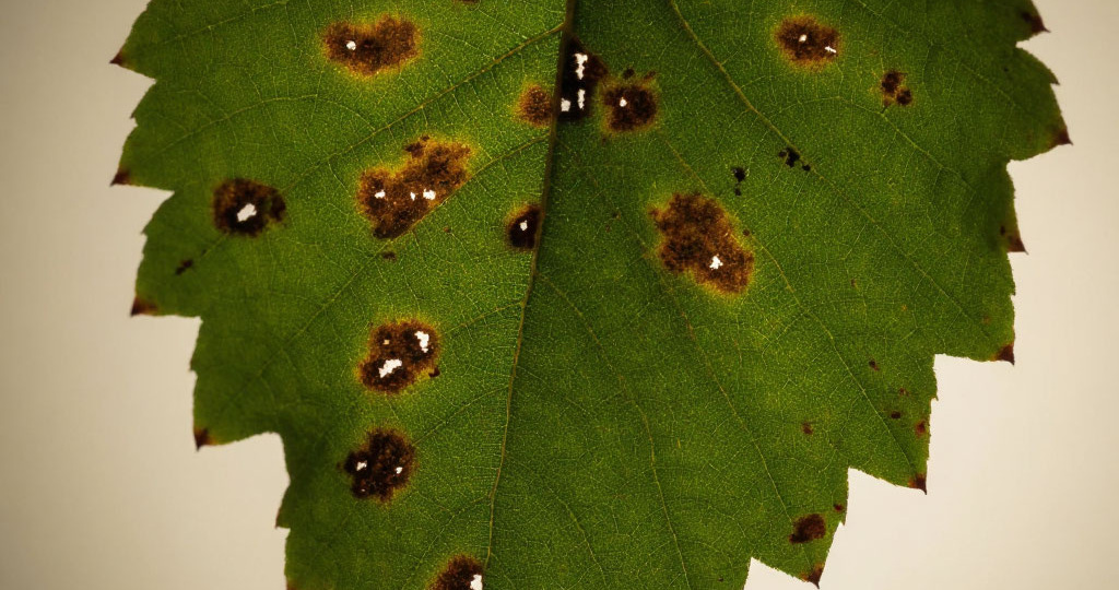 Защита винограда осенью: Побеждаем Милдью и Антракноз без лишних хлопот