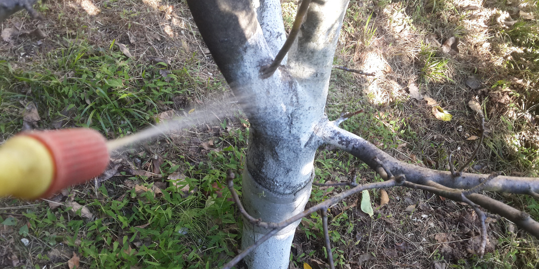 Обработка сада осенью: защита от вредителей и болезней. Когда и чем обрабатывать сад осенью?