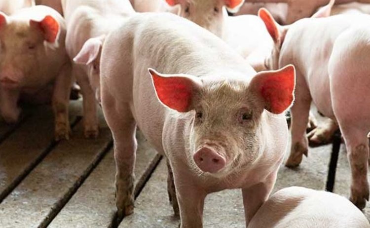    Фото: Pharmgate Animal Health