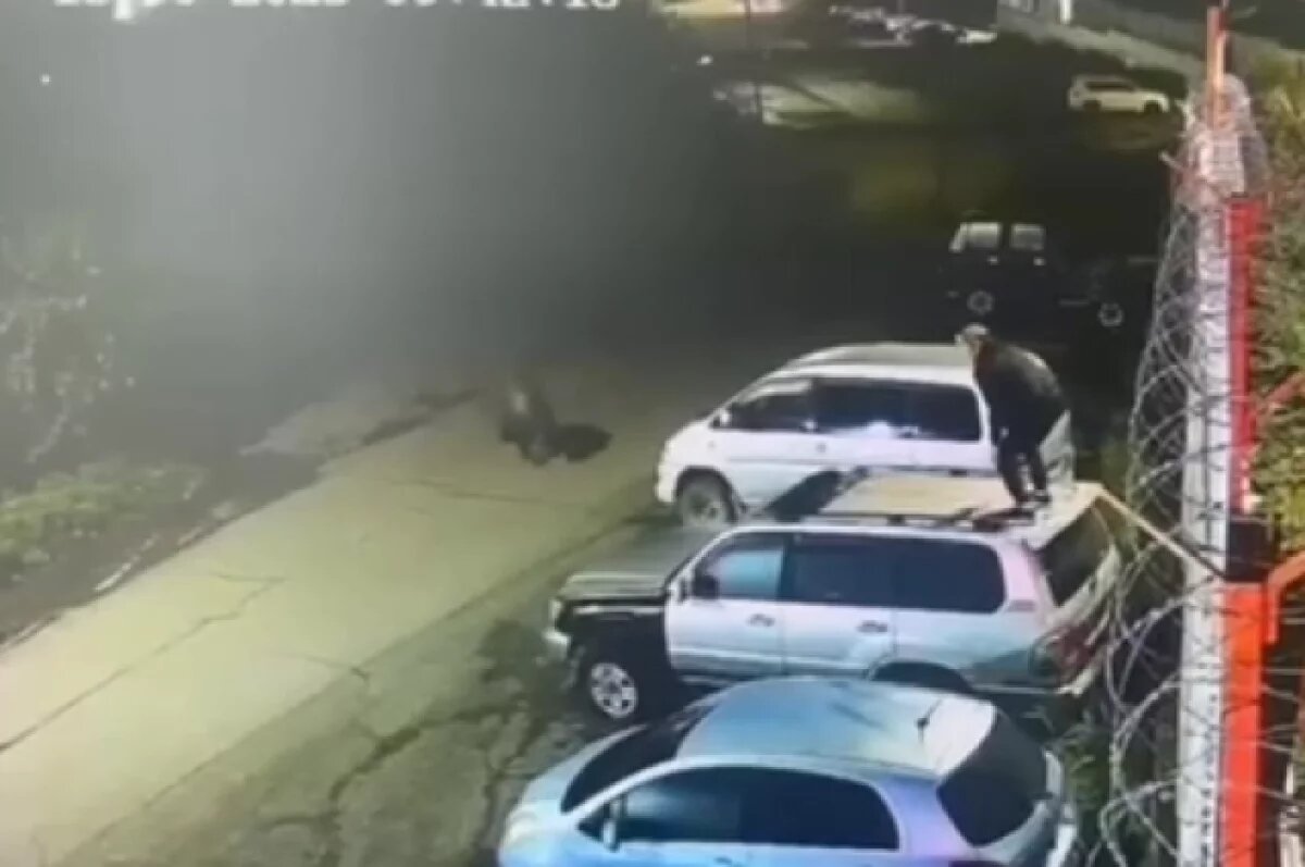    В Петропавловске из-за выхода медведя организовано круглосуточное дежурство