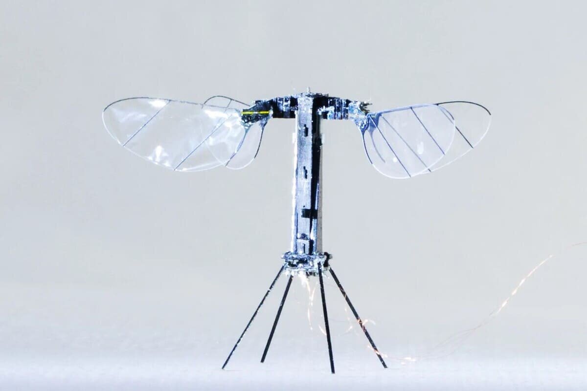    RoboBee / © Harvard Microrobotics Laboratory