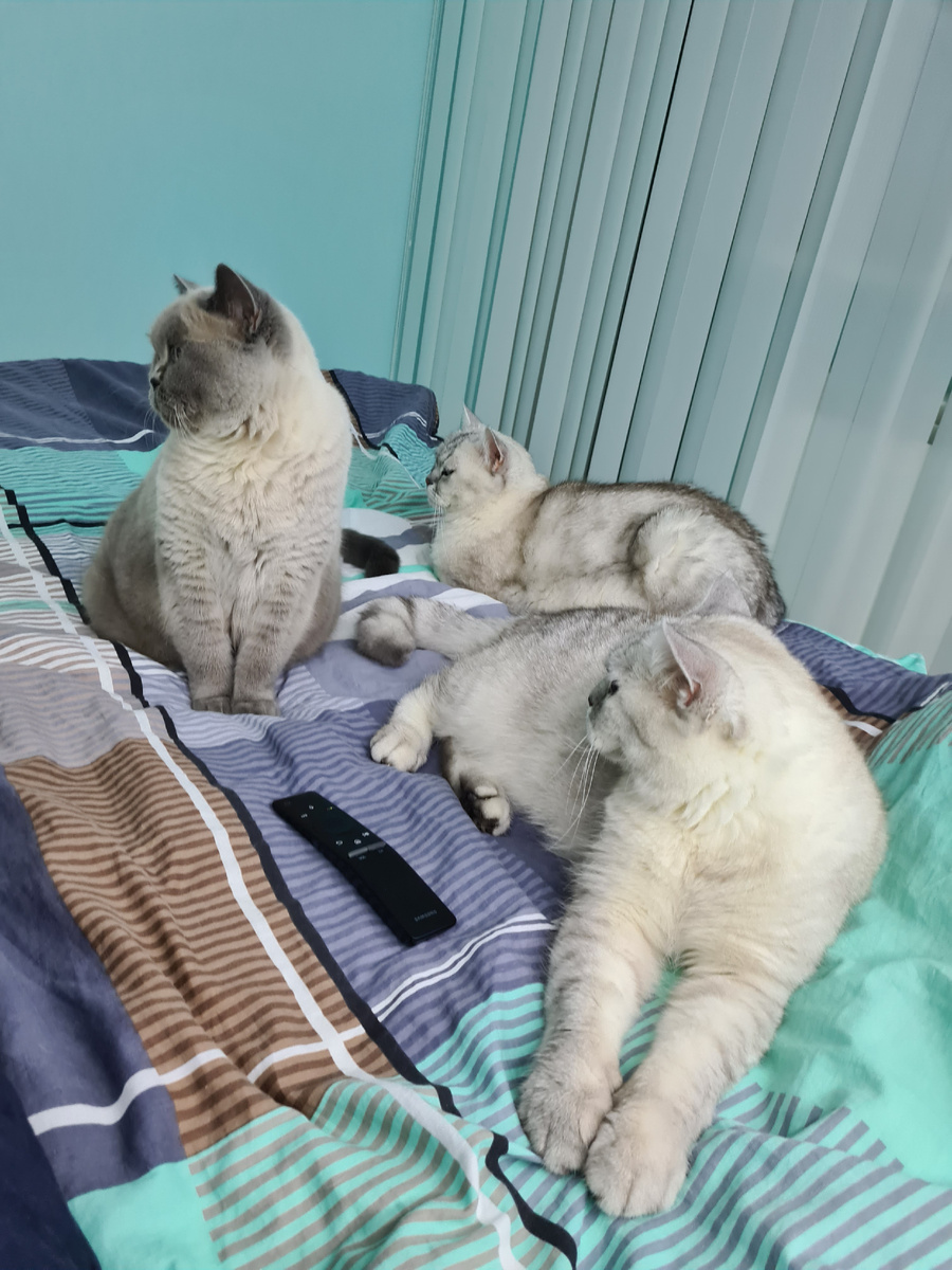 Британские коты. Дневнеки кота Белки. 