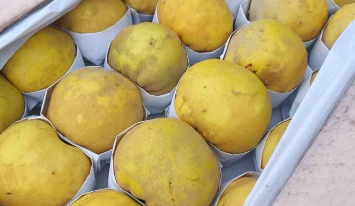     Айва. Источник: krsk.kp.ru Автор фото: Управление Россельхознадзора по Красноярскому краю.