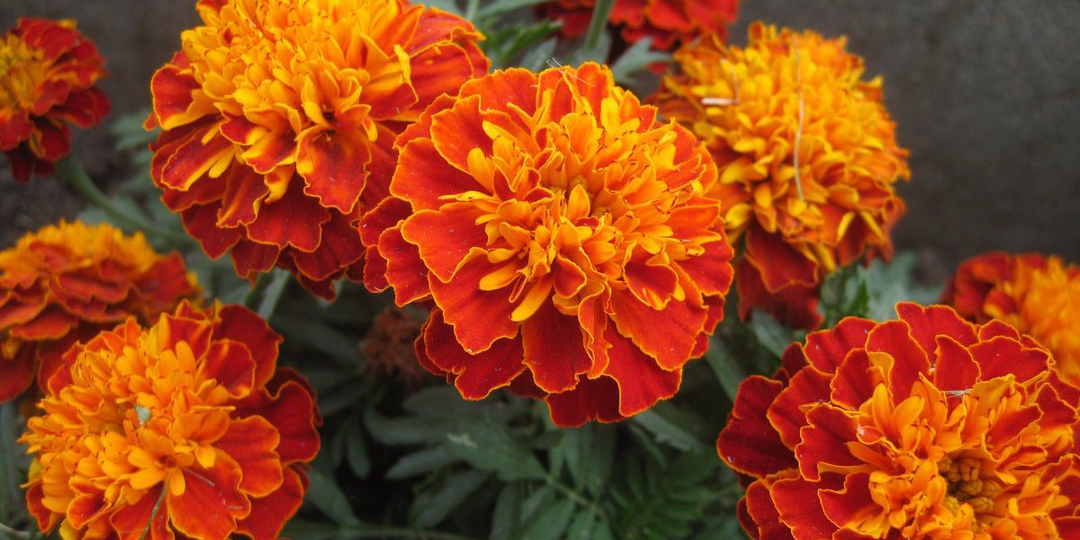 Бархатцы: секреты пользы для огорода и здоровья, о которых вы не знали