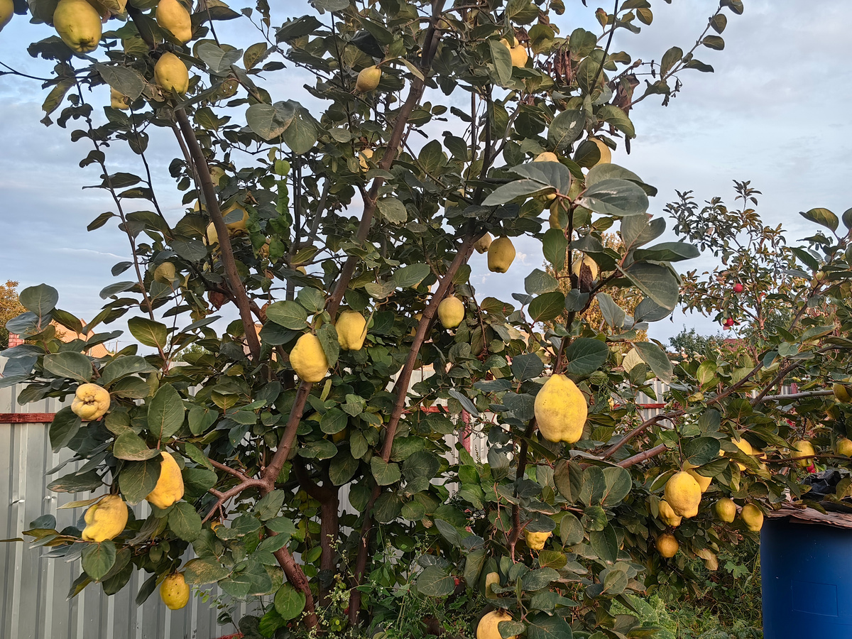 фото 1, 2 -сад осенью. Фото Натальи Мироновой