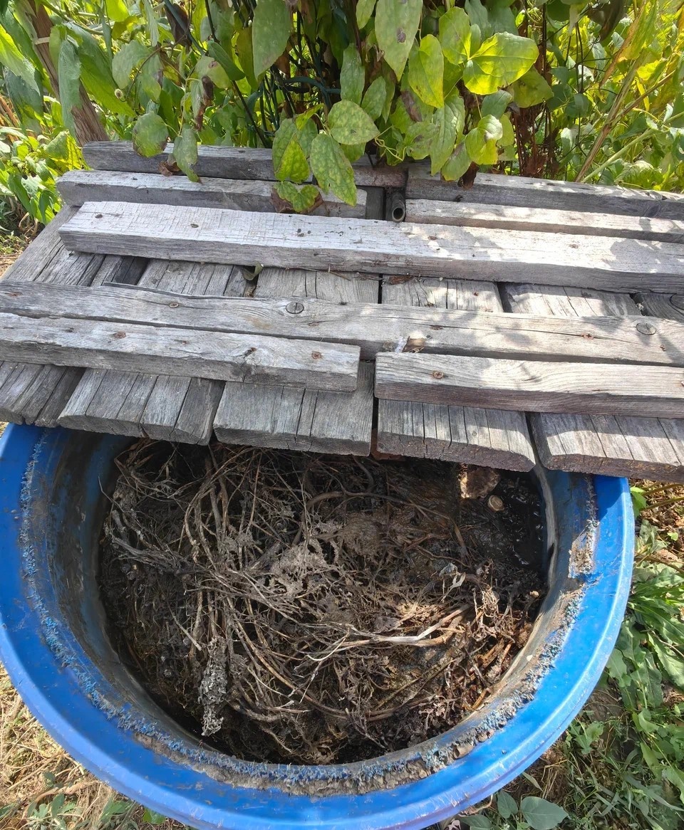 Настой сброженной травы. Фото автора