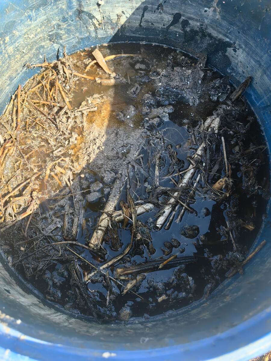 Настой сброженной травы с добавлением золы. Фото автора