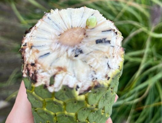    Фото: Ботанический сад имени профессора Б. М. Козо-Полянского