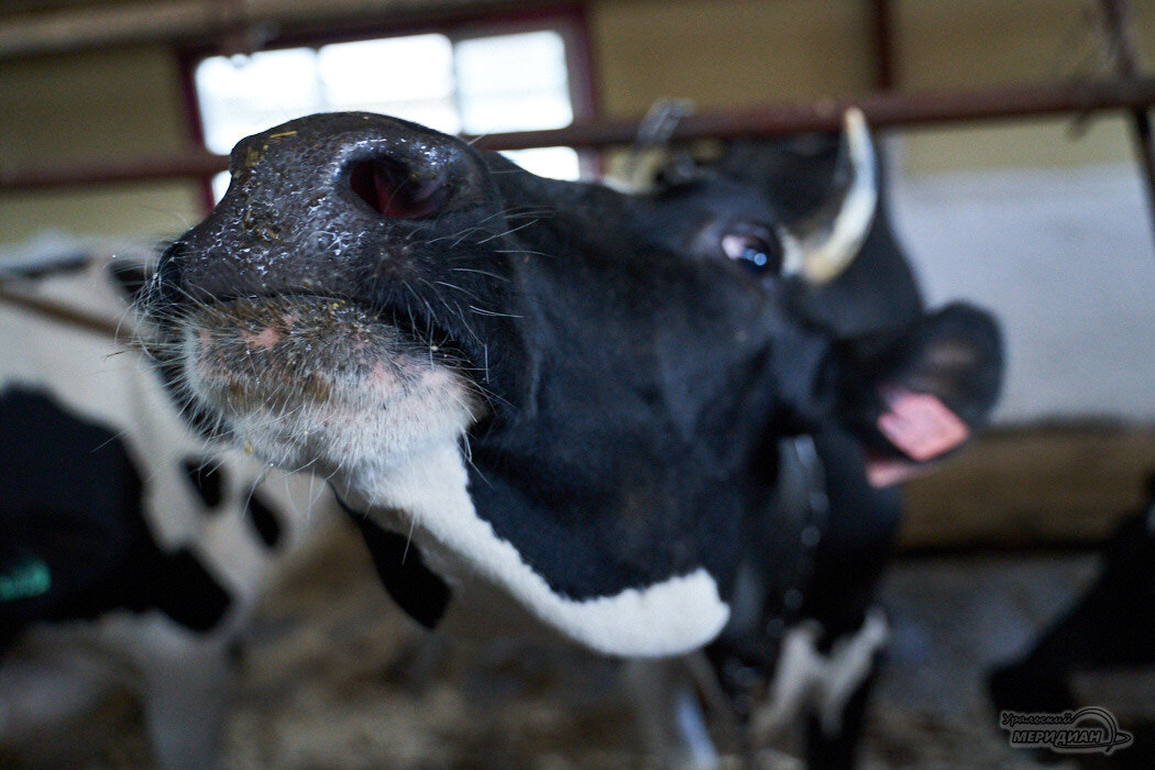    Фото Лидия Аникина © ИА «Уральский меридиан»