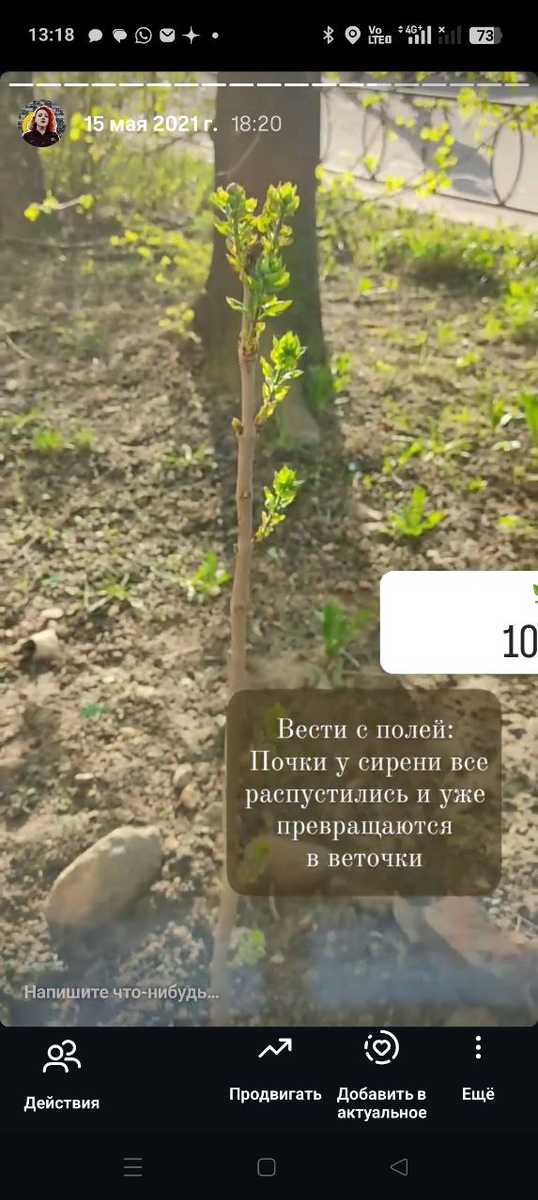 Скриншоты сториз за 2021 год с историей саженца сирени.