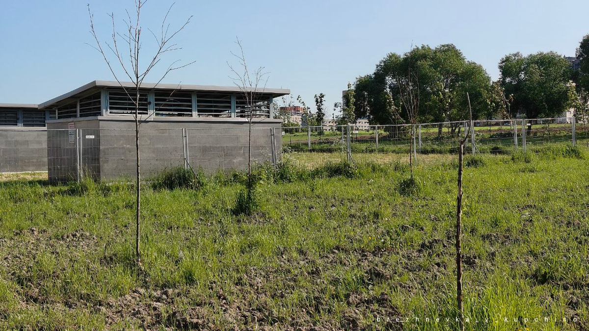 Погибшие в резульате «благоустройства» молодые клёны, высаженные в Федоровском сквере 11 мая 2021 года и прижившиеся.