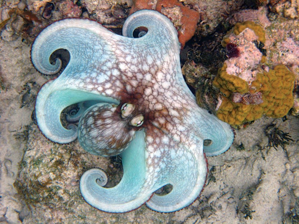 Еще одна красота