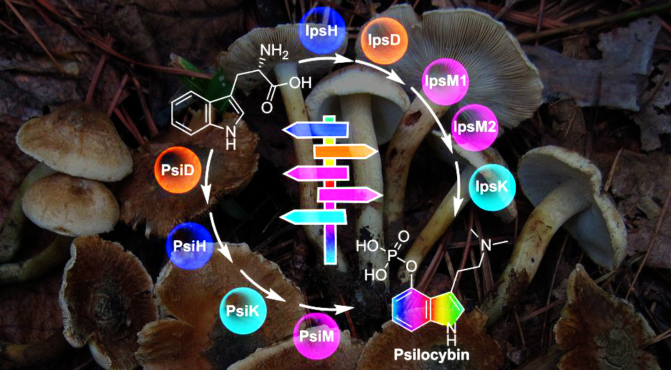   N + 1; jimmiev / Wikimedia Commons / CC BY-SA 3.0; Tim Schäfer et al. / Angewandte Chemie International Edition, 2025
