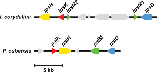   Tim Schäfer et al. / Angewandte Chemie International Edition, 2025