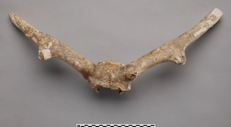   Paul Eekhoff; Camille Kessler et al. / bioRxiv, 2025