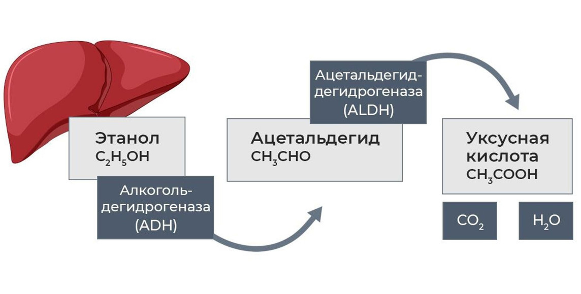 Схема метаболизма алкоголя в печени