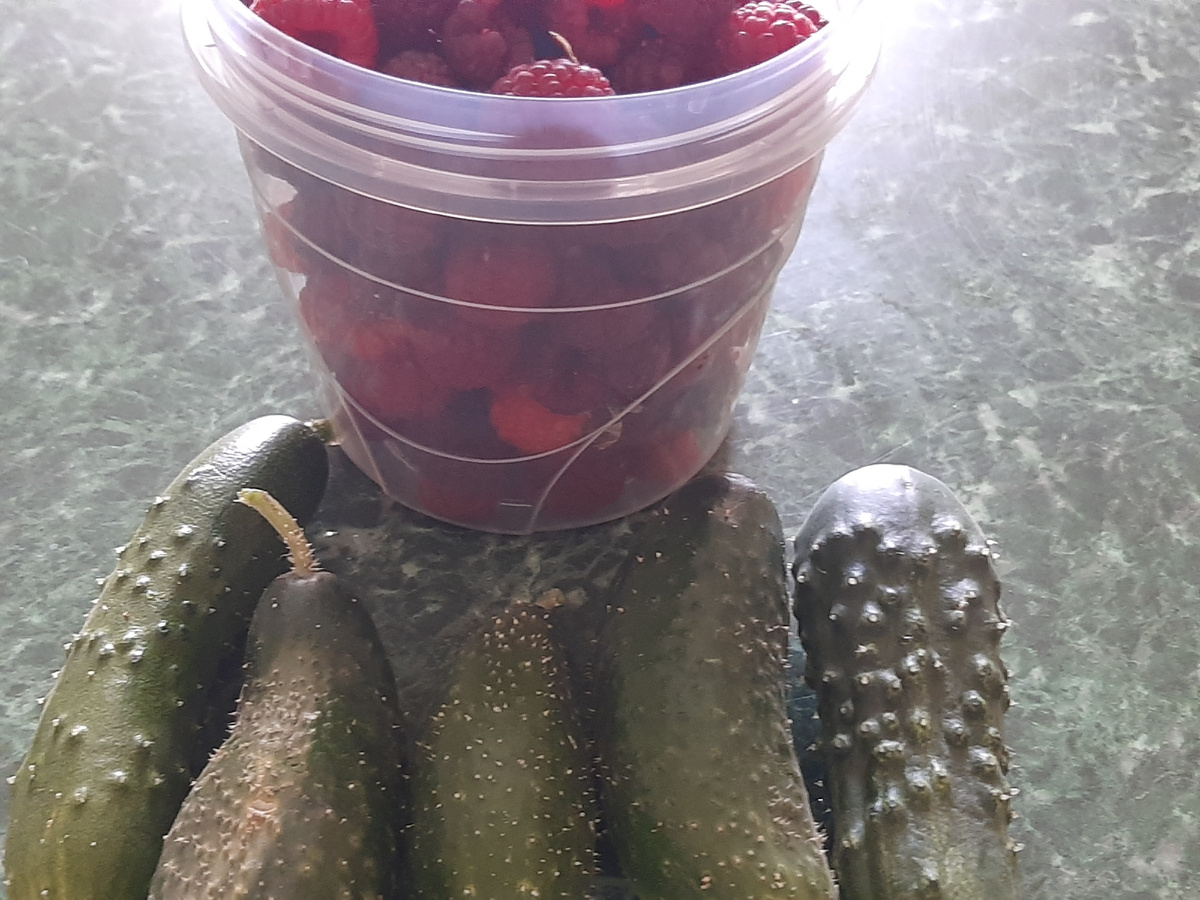 Огуречки тоже каким-то образом растут, несмотря на ночи холодные. Партенокарпик "Изумрудная россыпь F1"обязательно буду сеять и в следующем году. Урожайный сорт и вкусные плоды! Слева крайний на фото - "Зозуля F1" - огорчил, в районе плодоножки горчит ((( вряд ли потрачусь на него на будущий год ...