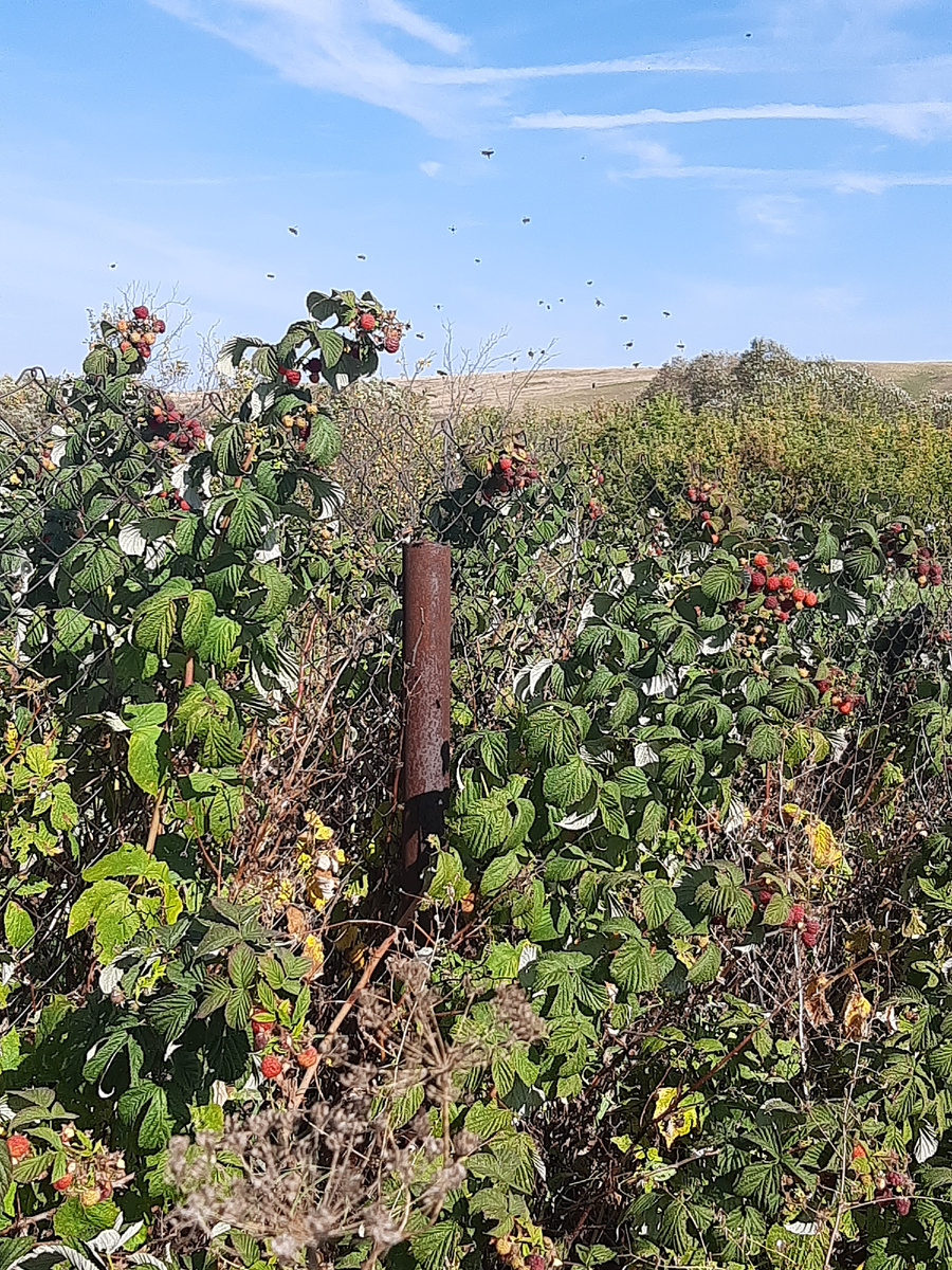 Пчелки вчера атаковали кусты малинки. Думаю, из-за ягодок.