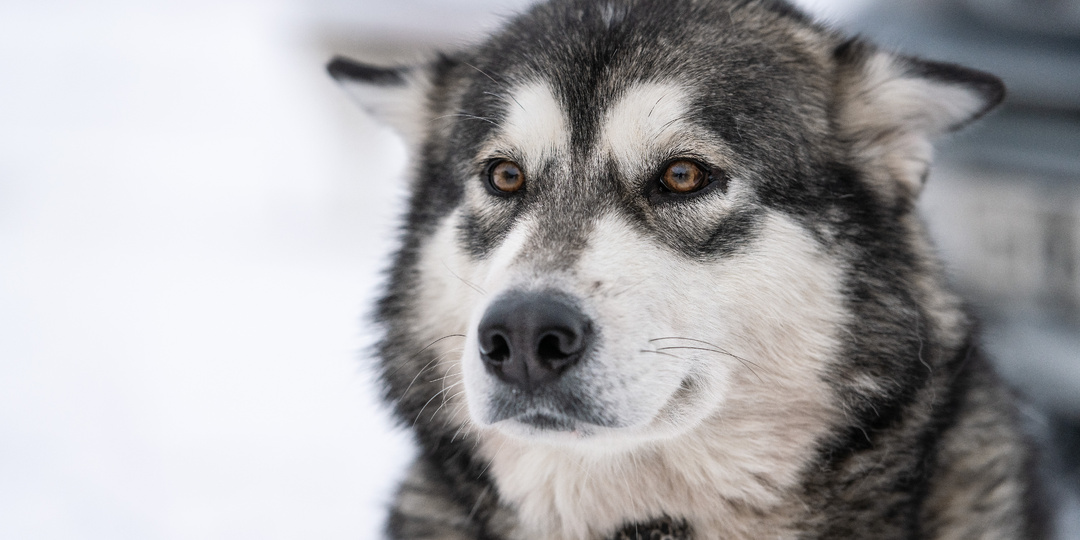 Я больше так не буду