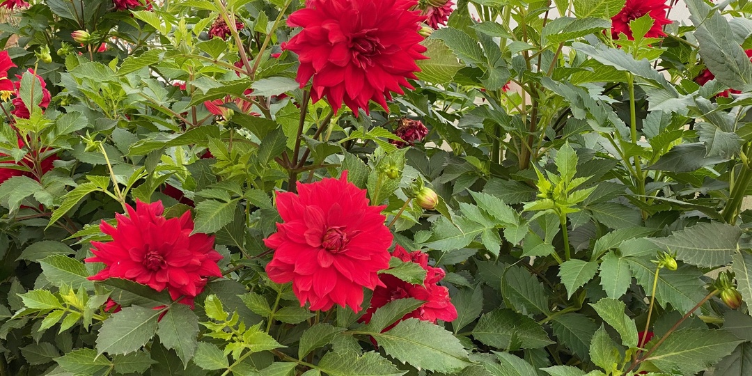 Как зимуют георгины?