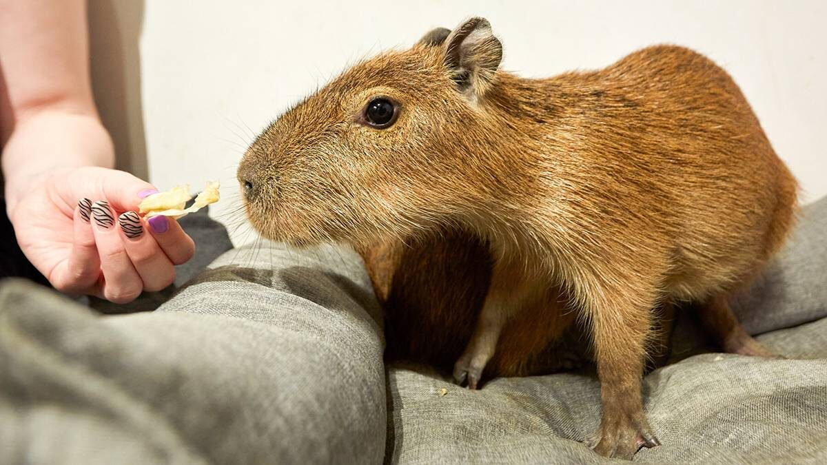    Фото: Дмитрий Белицкий / АГН Москва