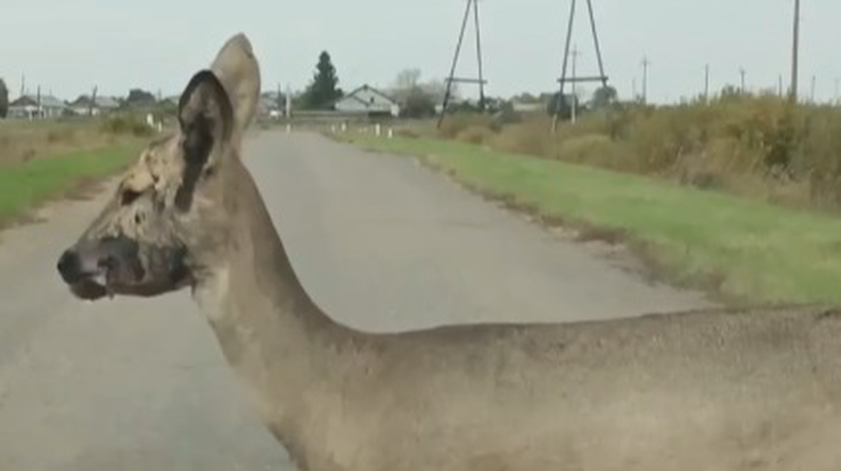    Фото: Скриншот видео / Абзац/Telegram