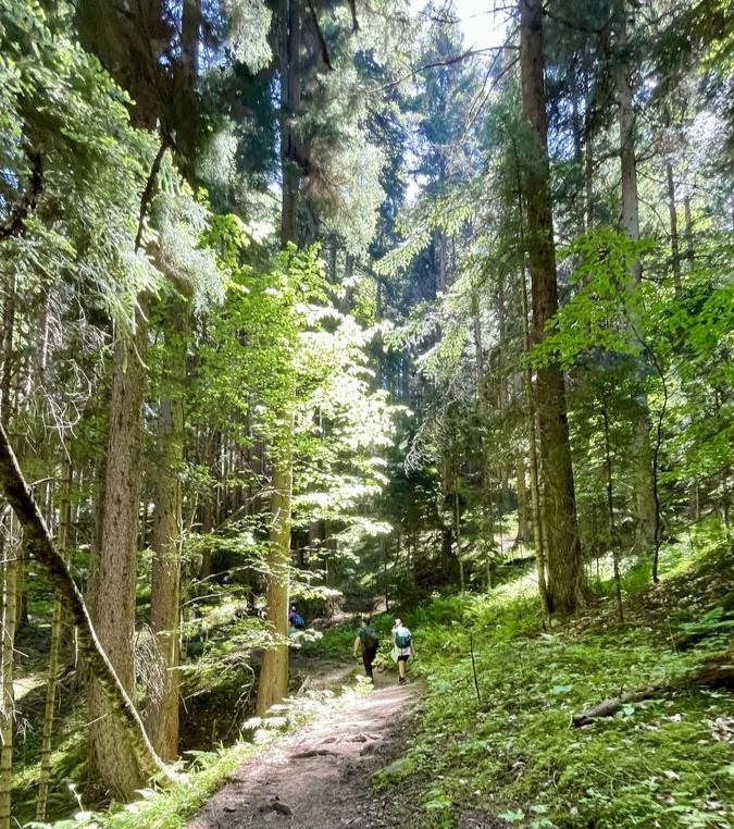 Тропа сквозь сосновый лес (листайте дальше➜)