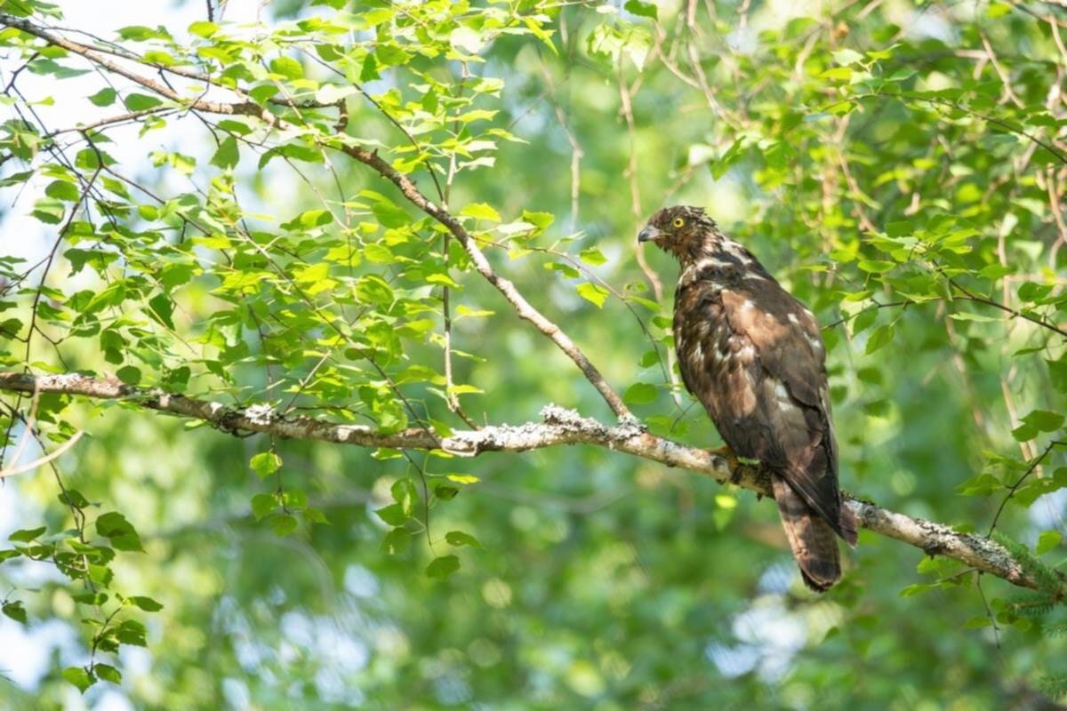    Фото: Элвис Антсонс, источник: kologrivskiy-les.ru