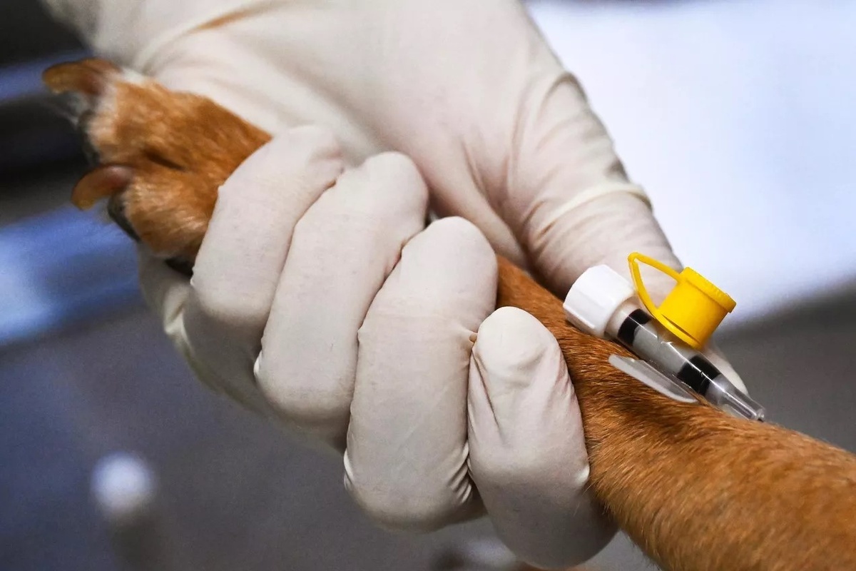    Фото: Виталий Аньков, источник: ria.ru