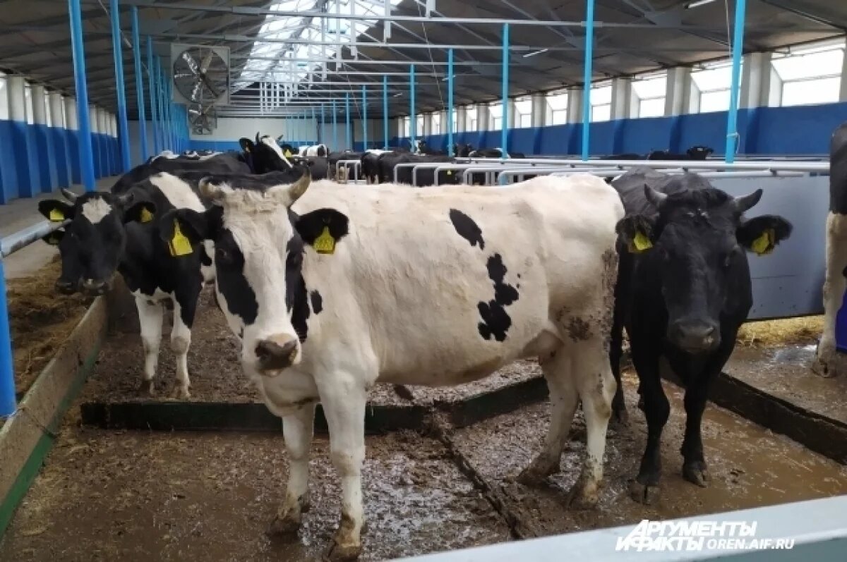    В Пермском крае кооператив реализовал заводу 2 тонны просроченного молока