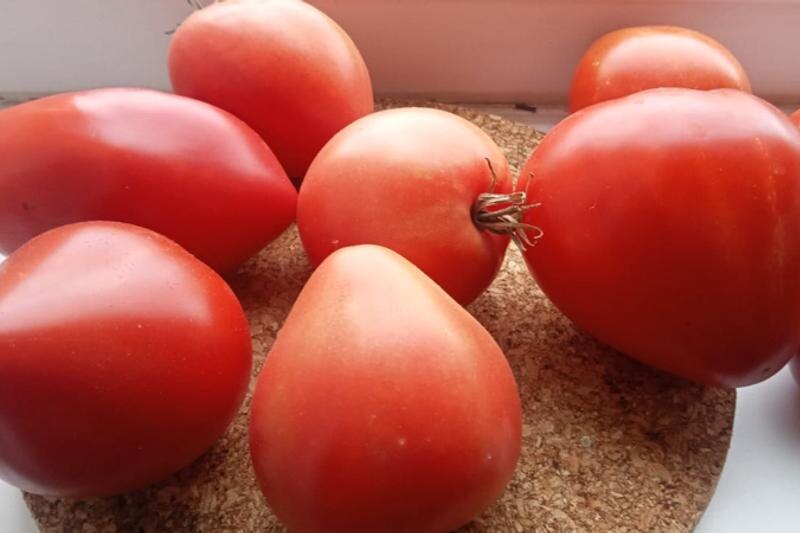    Татьяна Томас. Спелые помидоры