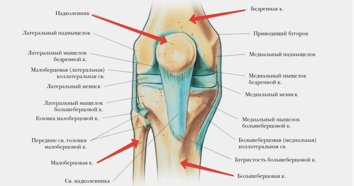 Коленный сустав включает в себя четыре ключевые кости: бедренную, большеберцовую, малоберцовую и надколенник.