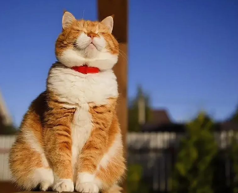 Довольный кот