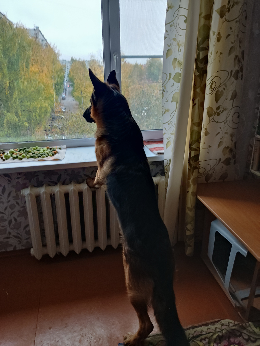 Полдня стоит теперь так. Извозюкал все подоконнике. 