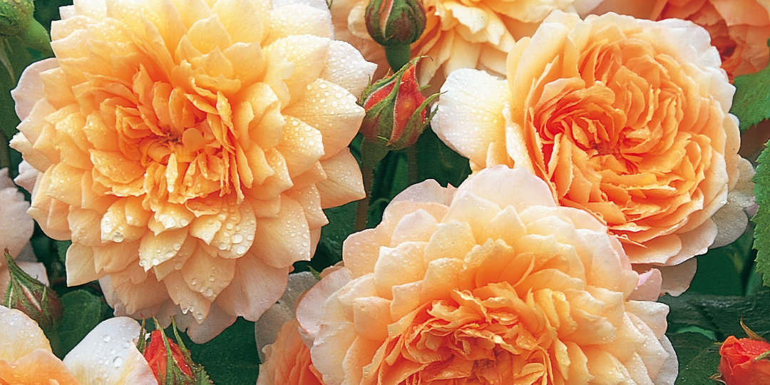 🌹📌Цветущий сад без забот: 10 самых неприхотливых роз для вашего сада❤️🌹