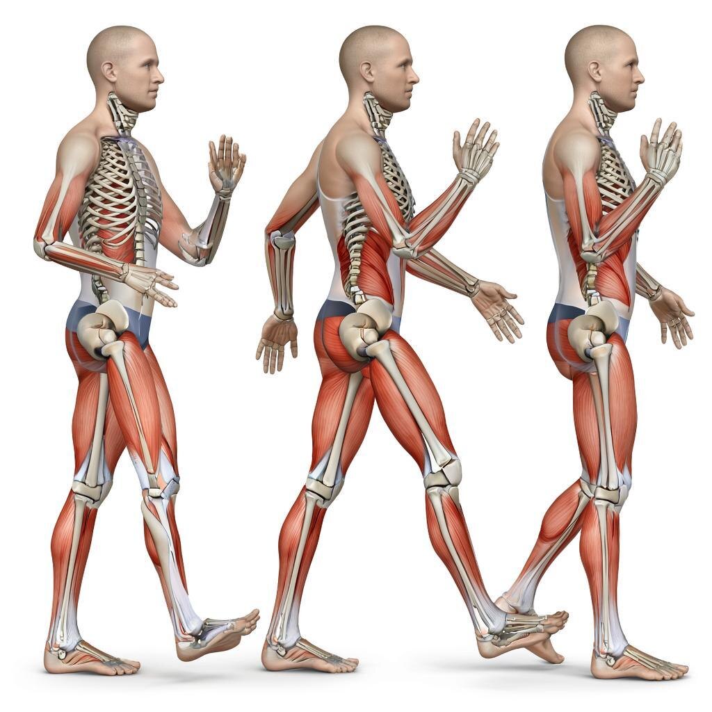 Ваши колени не работают в одиночку. Их верные союзники — мышцы бедер, ягодиц и кора.