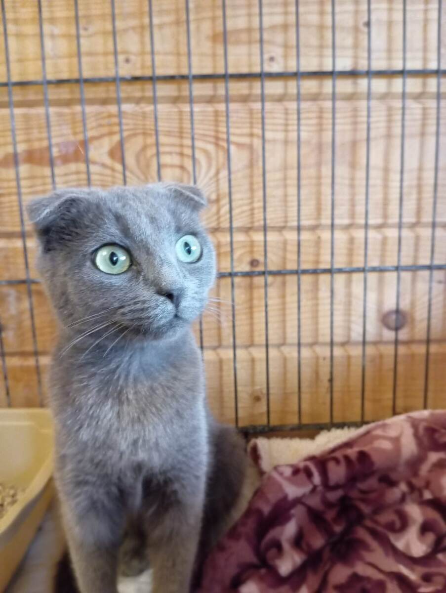 Вислоушка. Ещё котёнок-подросток