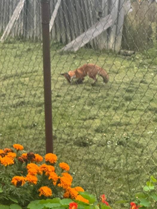 Рыжая гостья в огороде
Фото: Людмила Рукавцова