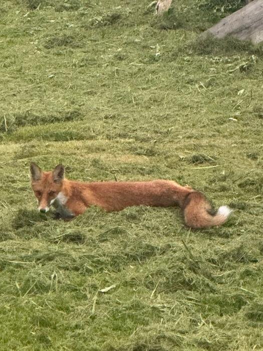 Рыжая гостья в огороде
Фото: Людмила Рукавцова