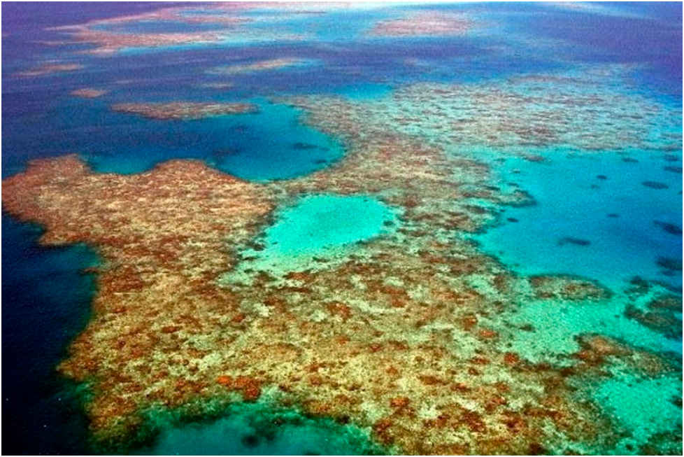 Саргассово море