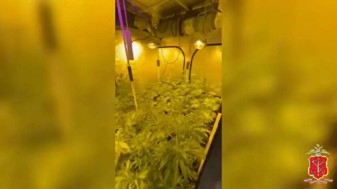    Фото: скриншот видео пресс-службы ГУ МВД по Петербургу и Ленобласти