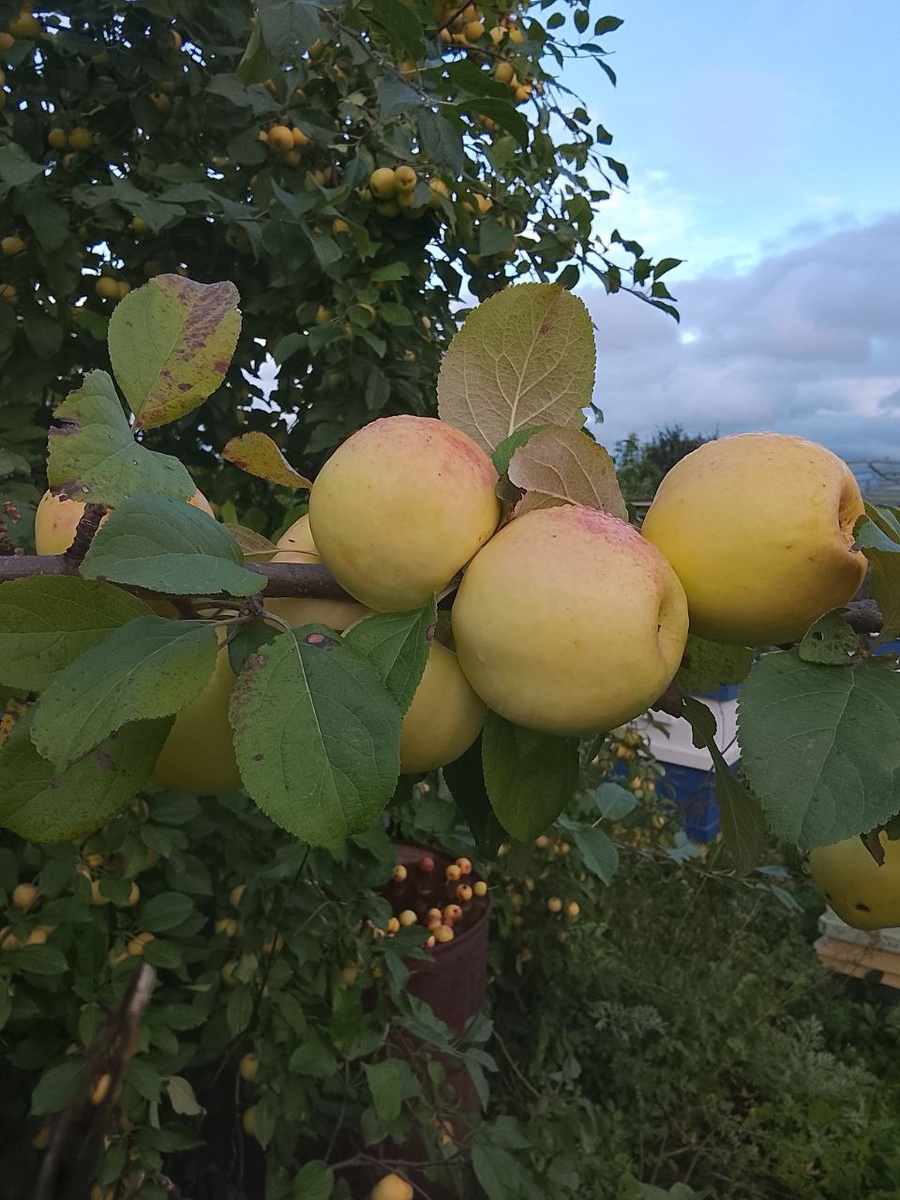 Яблоня Чудное. Фото автора